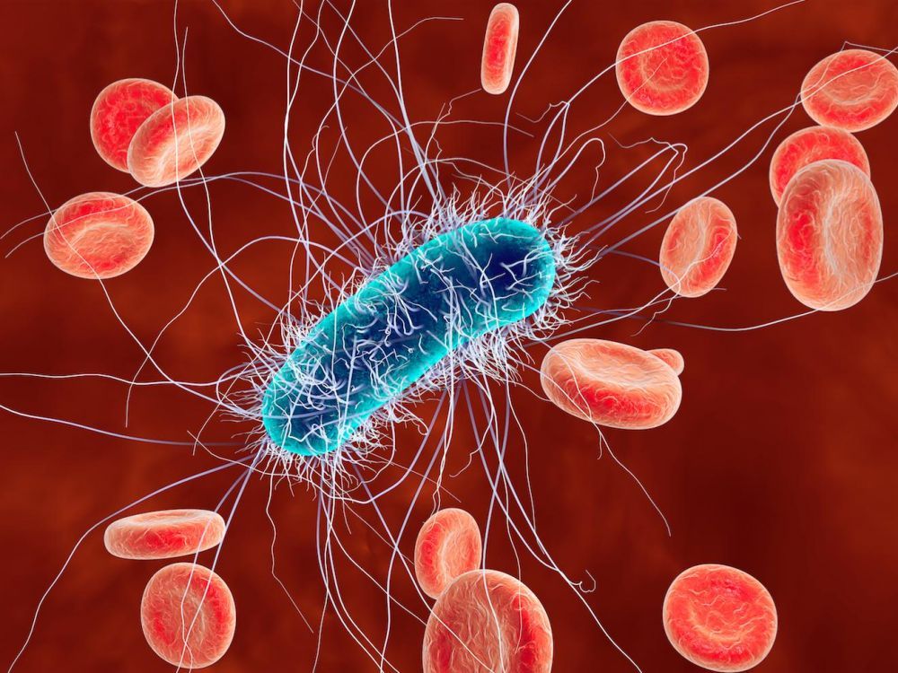 Qu'estce que E. coli ? symptômes et maladies qu'il provoque Fitandia