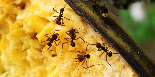se débarrasser des fourmis