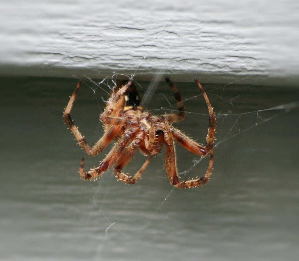 araignée de maison