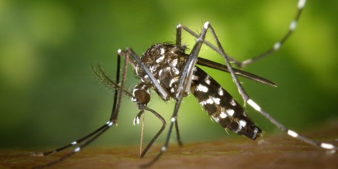 virus Chikungunya