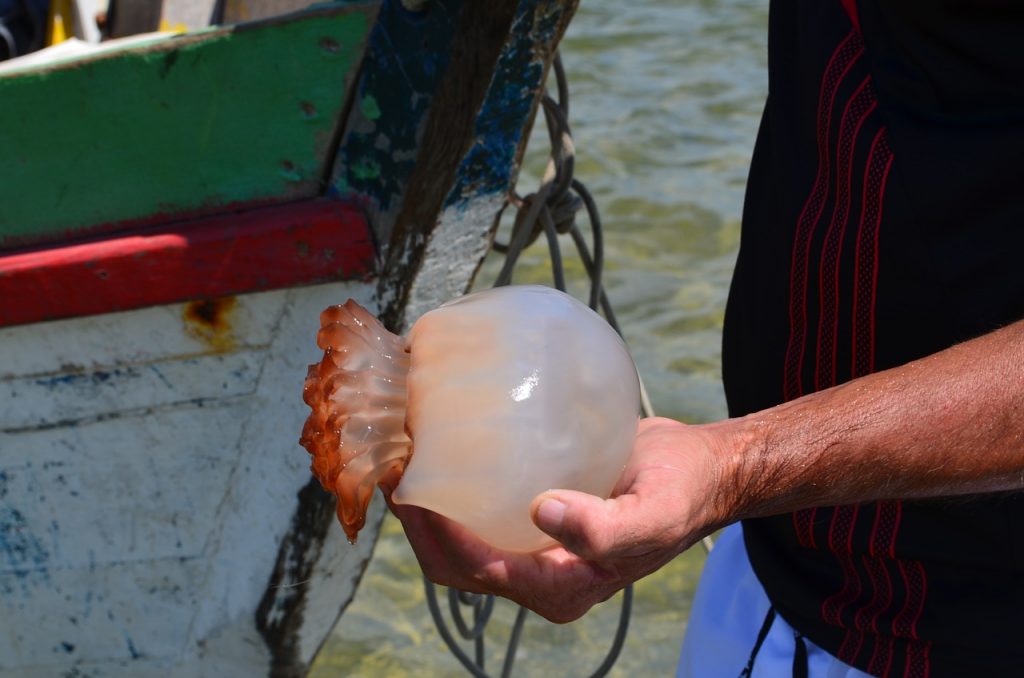 piqûre de méduse
