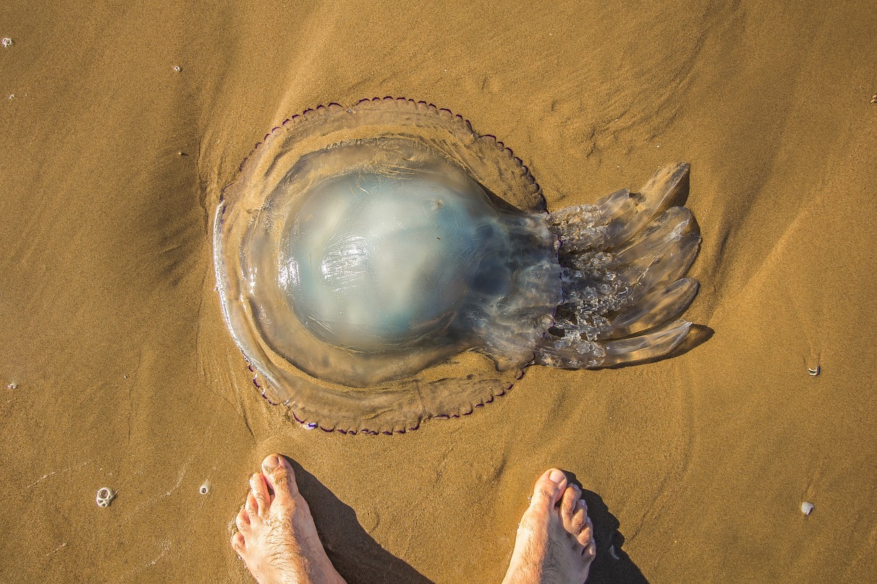 piqûre de méduse 