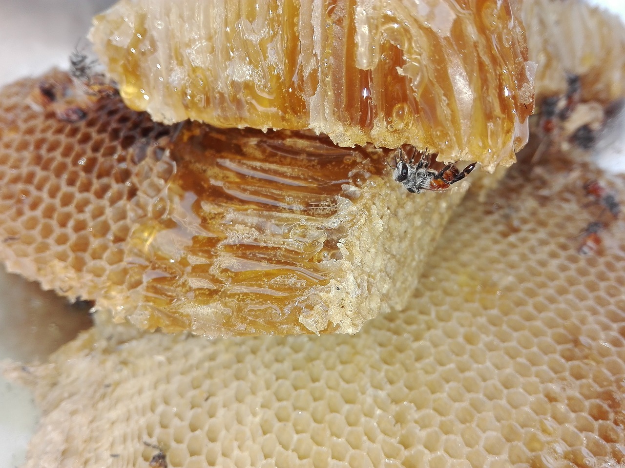 pollen d’abeille