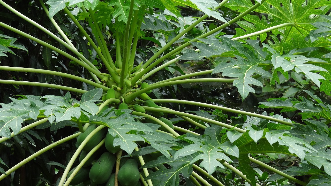 vertus des feuilles de papayer